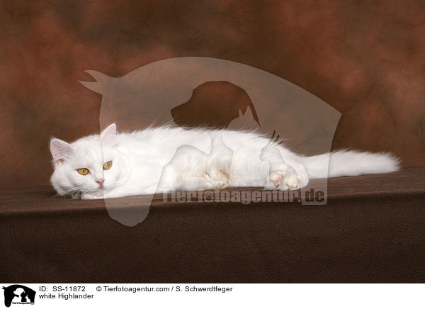weie Highlander / white Highlander / SS-11872