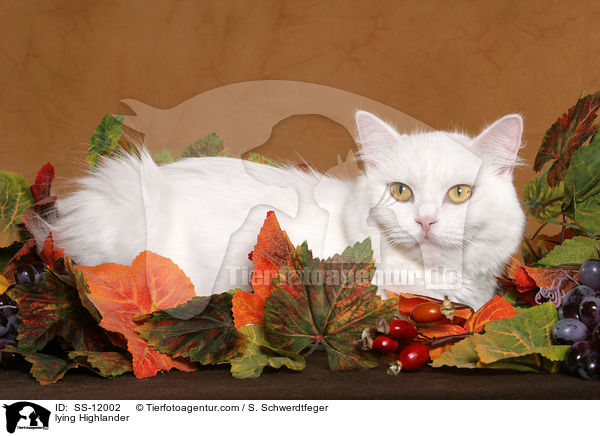 liegende Highlander / lying Highlander / SS-12002