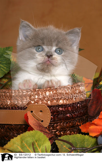 Highlander Ktzchen im Krbchen / Highlander kitten in basket / SS-12012
