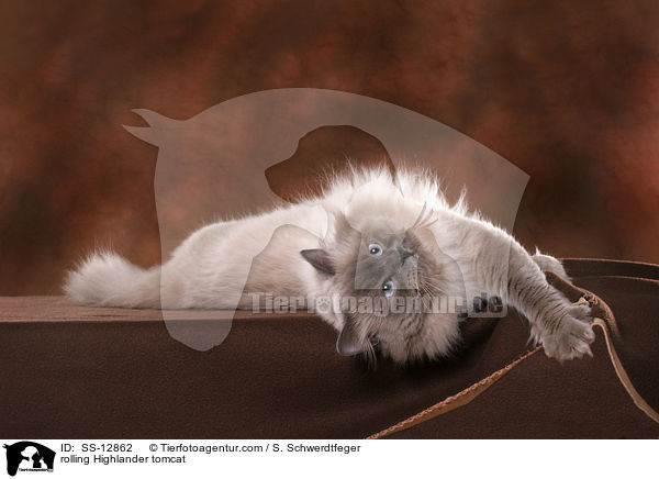 Highlander Kater wlzt sich / rolling Highlander tomcat / SS-12862