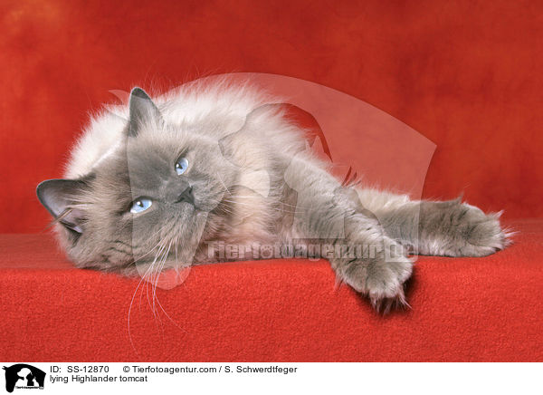 liegender Highlander Kater / lying Highlander tomcat / SS-12870
