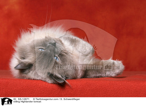 Highlander Kater wlzt sich / rolling Highlander tomcat / SS-12871