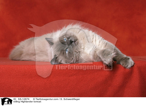 Highlander Kater wlzt sich / rolling Highlander tomcat / SS-12874