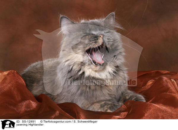 yawning Highlander / SS-12891