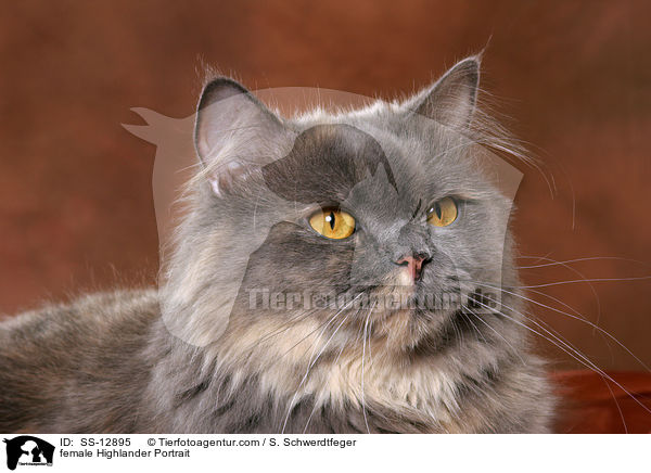 Highlander Ktzin Portrait / female Highlander Portrait / SS-12895