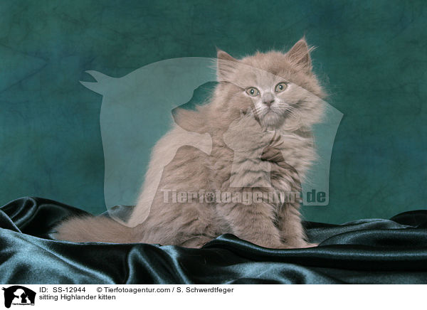 sitting Highlander kitten / SS-12944