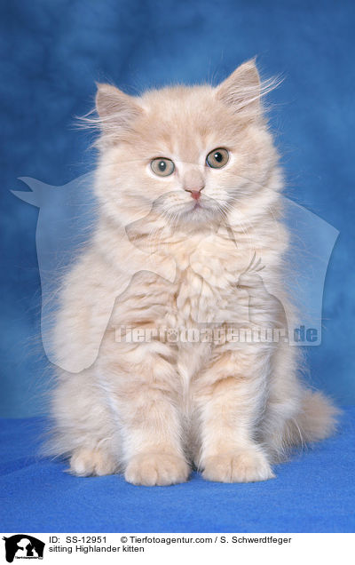 sitting Highlander kitten / SS-12951