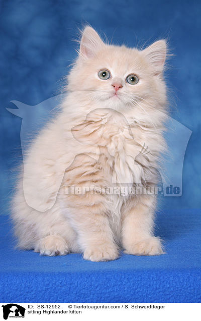 sitting Highlander kitten / SS-12952