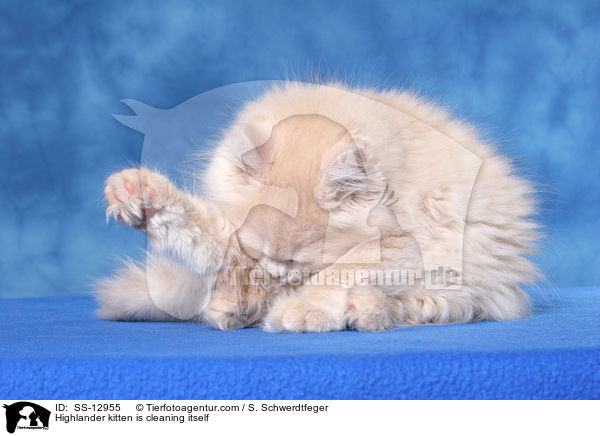 Highlander kitten is cleaning itself / SS-12955