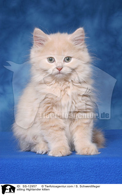 sitting Highlander kitten / SS-12957