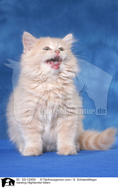 mewing Highlander kitten / SS-12959
