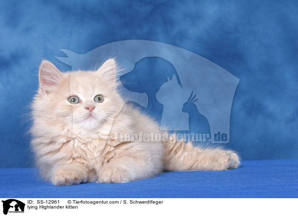 lying Highlander kitten / SS-12961