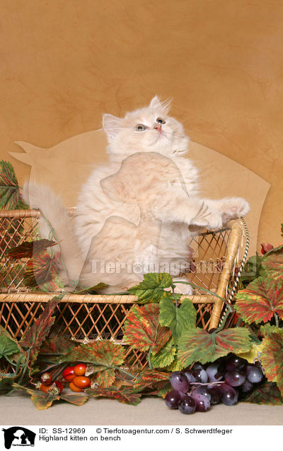 Highland kitten on bench / SS-12969
