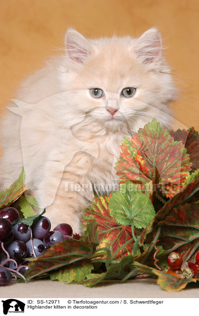 Highlander kitten in decoration / SS-12971