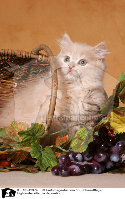 Highlander kitten in decoration / SS-12974