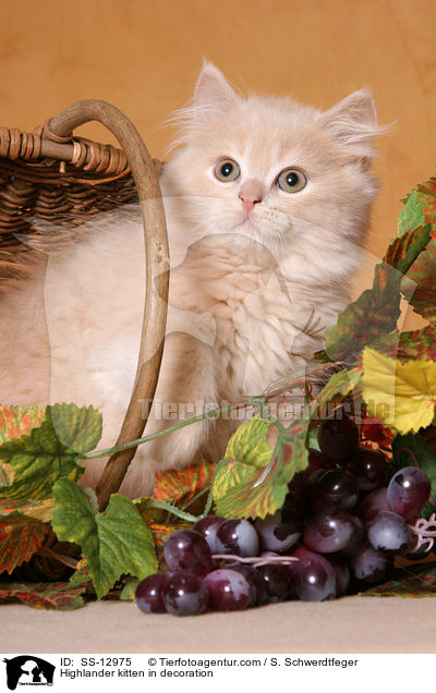Highlander kitten in decoration / SS-12975