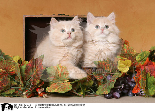 Highlander kitten in decoration / SS-12978