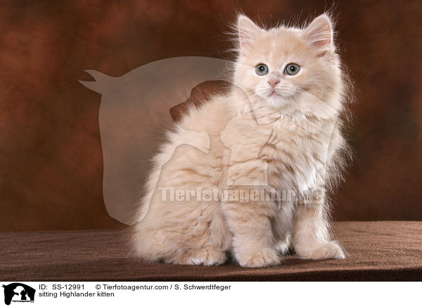 sitzendes Highlander Ktzchen / sitting Highlander kitten / SS-12991