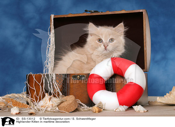 Highlander Kitten in maritime decoration / SS-13012