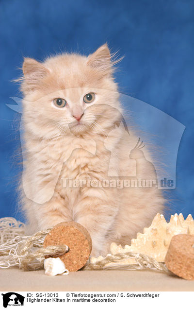 Highlander Kitten in maritime decoration / SS-13013