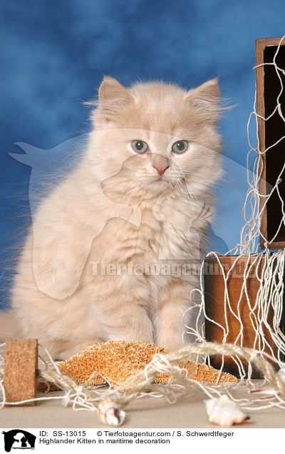 Highlander Kitten in maritime decoration / SS-13015