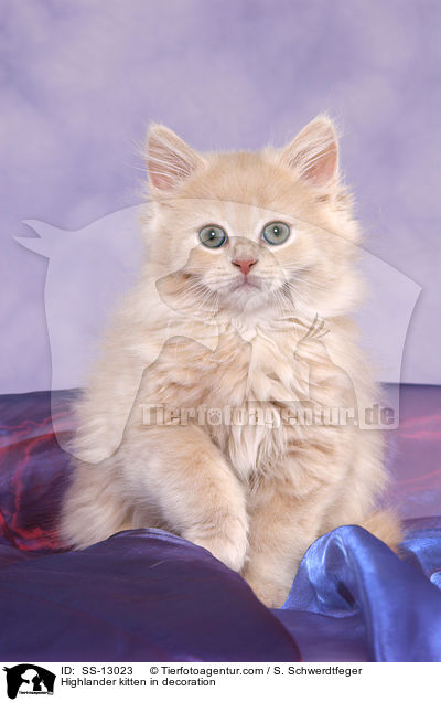 Highlander kitten in decoration / SS-13023