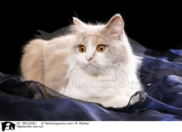 Highlander Ktzin / Highlander she-cat / RR-22951