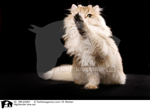 Highlander she-cat / RR-22967