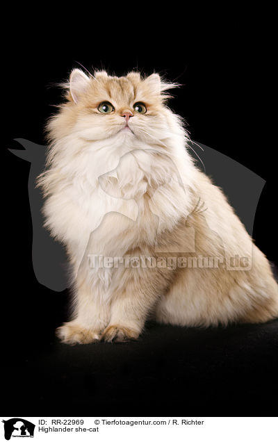 Highlander she-cat / RR-22969