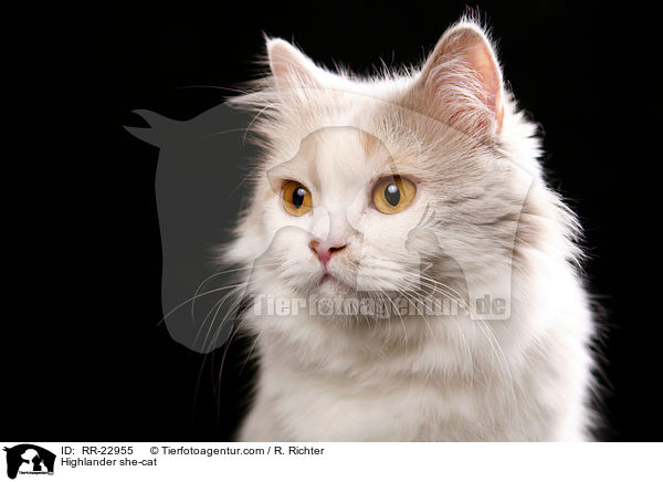 Highlander Ktzin / Highlander she-cat / RR-22955