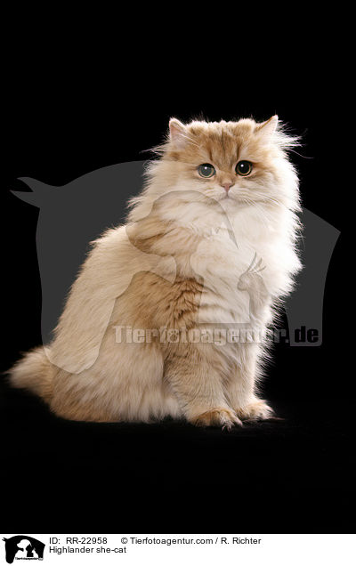 Highlander she-cat / RR-22958