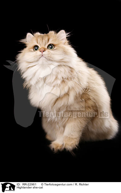 Highlander she-cat / RR-22961