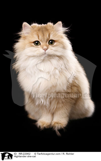 Highlander she-cat / RR-22962