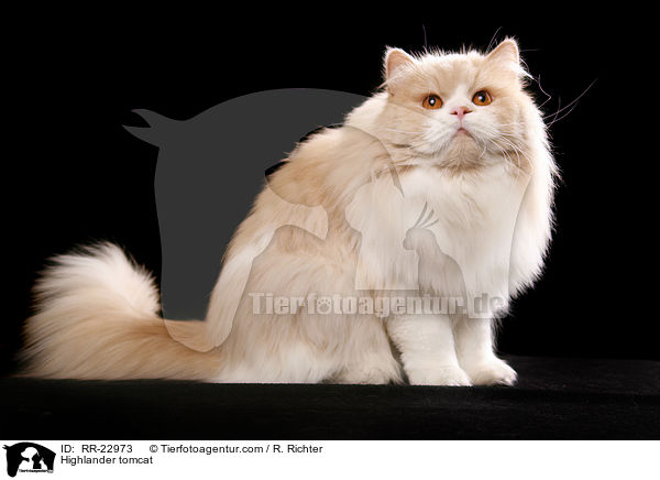 Highlander Kater / Highlander tomcat / RR-22973