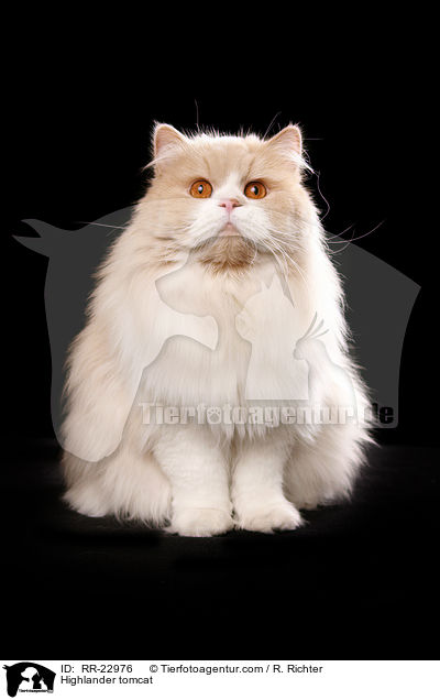 Highlander Kater / Highlander tomcat / RR-22976