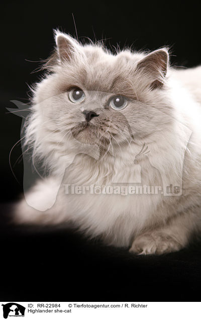 Highlander she-cat / RR-22984