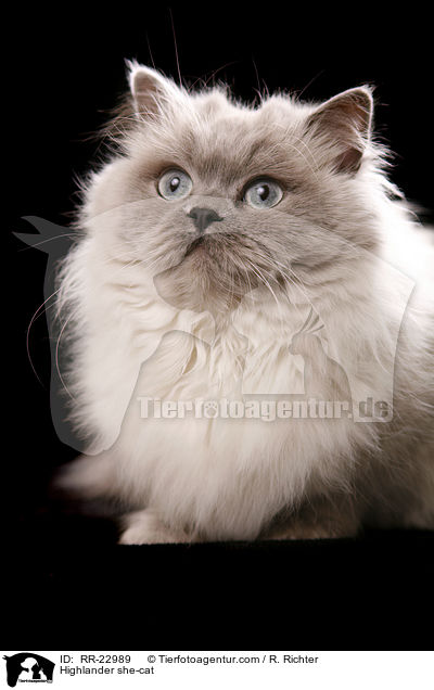 Highlander she-cat / RR-22989