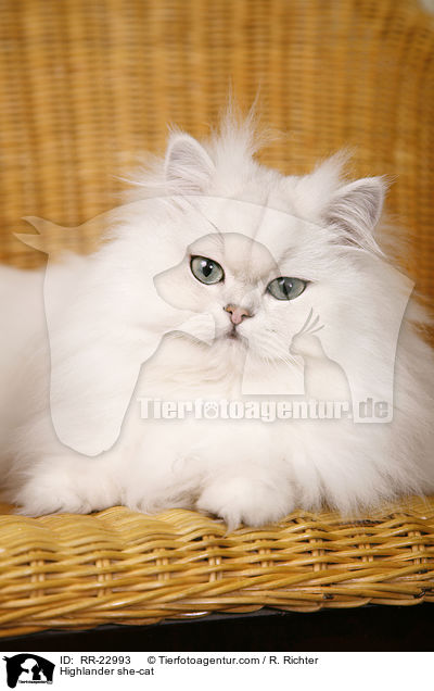 Highlander she-cat / RR-22993