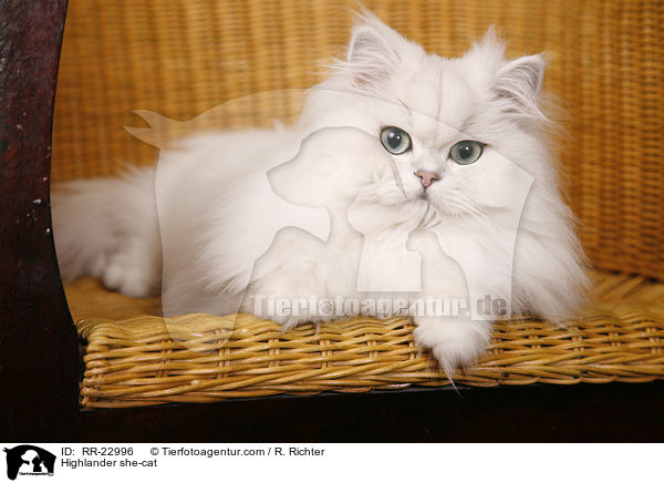 Highlander Ktzin / Highlander she-cat / RR-22996