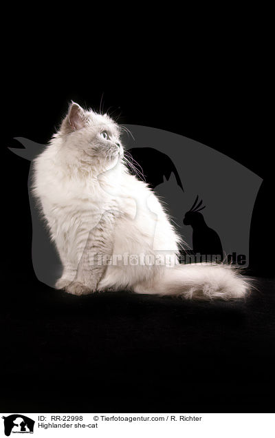 Highlander she-cat / RR-22998