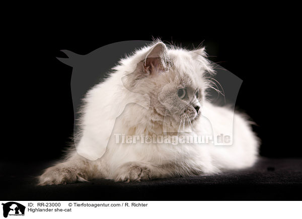 Highlander she-cat / RR-23000