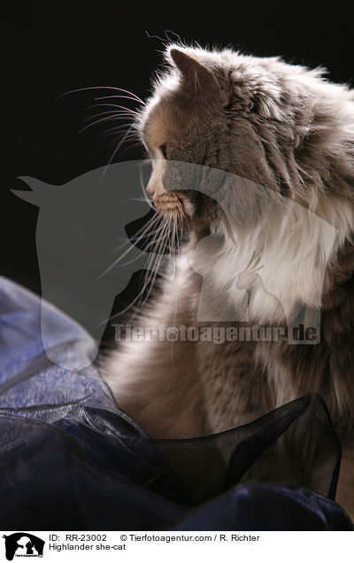 Highlander she-cat / RR-23002
