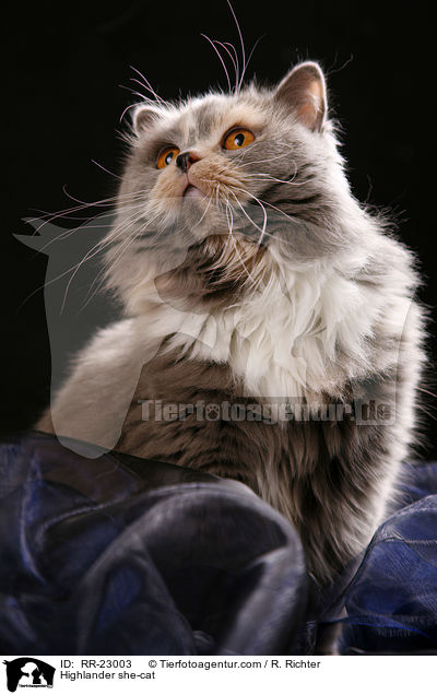 Highlander she-cat / RR-23003