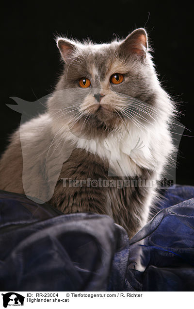 Highlander she-cat / RR-23004