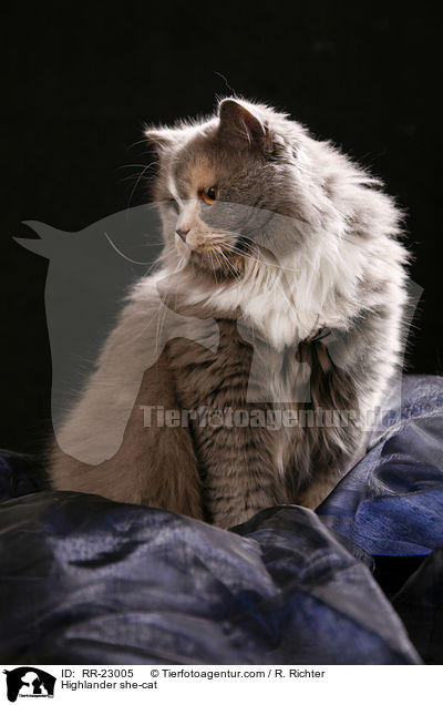 Highlander she-cat / RR-23005