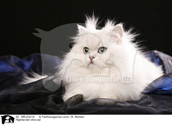 Highlander she-cat / RR-23014