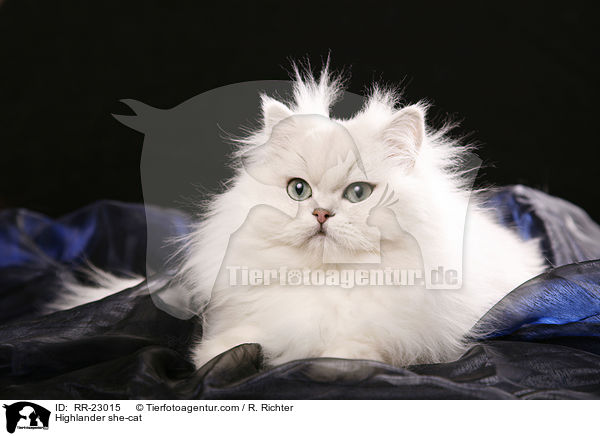 Highlander she-cat / RR-23015
