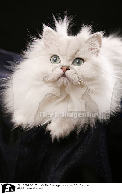 Highlander Ktzin / Highlander she-cat / RR-23017