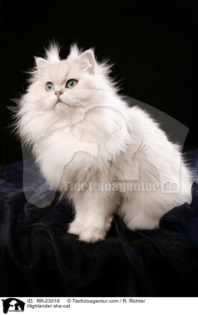 Highlander she-cat / RR-23018