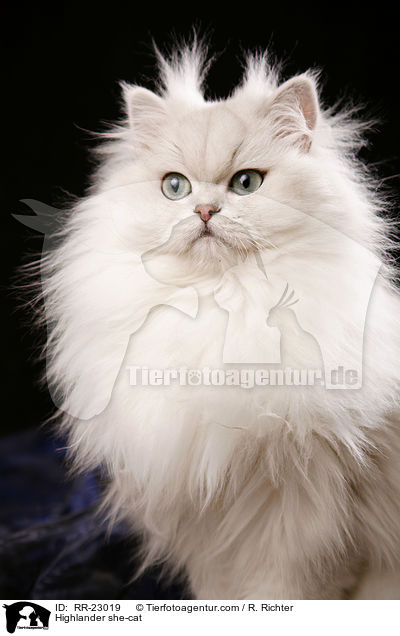 Highlander she-cat / RR-23019